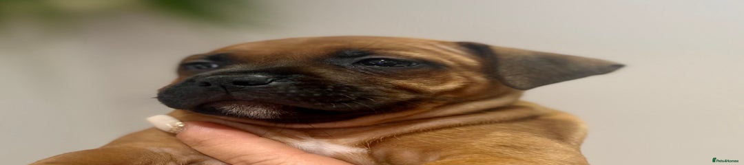 Staffordshire Bull Terrier Puppy 6