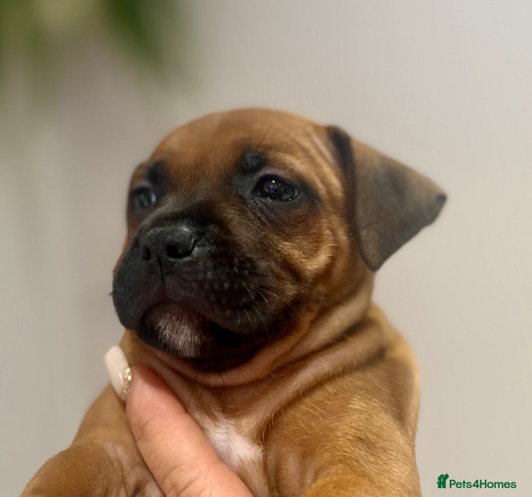 Staffordshire Bull Terrier dogs for sale: Red Staffordshire bull terrier puppies ❤️🐾 - Image 20