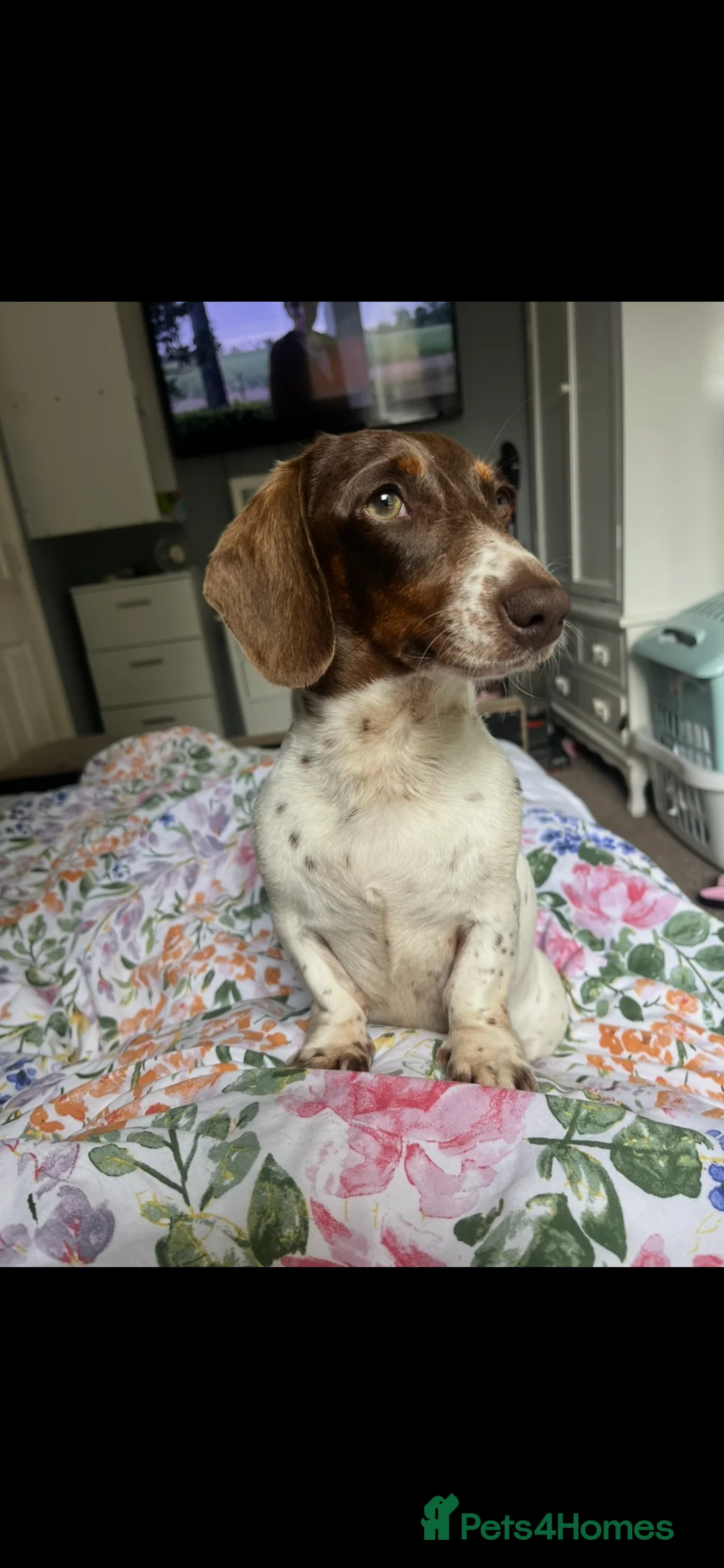 Dachshund dogs for sale: piebald Miniature, dachshund girl  - Advert 2