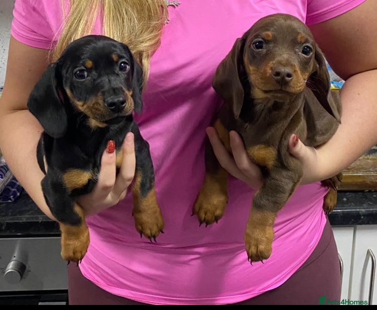 Miniature Dachshund dogs Miniature dachshund puppies  - Advert 5