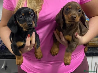 Miniature Dachshund dogs Miniature dachshund puppies - Advert 6