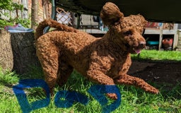 Cockapoo dogs for sale: F1 Cockapoo red puppies - Image 6