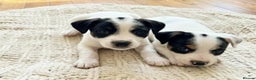 Jack Russell dogs for sale: Jack Russell puppies  - Advert 6