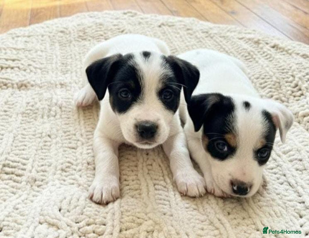 Jack Russell dogs for sale: Jack Russell puppies  - Advert 6