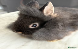 Netherland Dwarf rabbits for sale: 1/2 Netherlands dwarf 1/2 lion head dwarf babies - Image 4