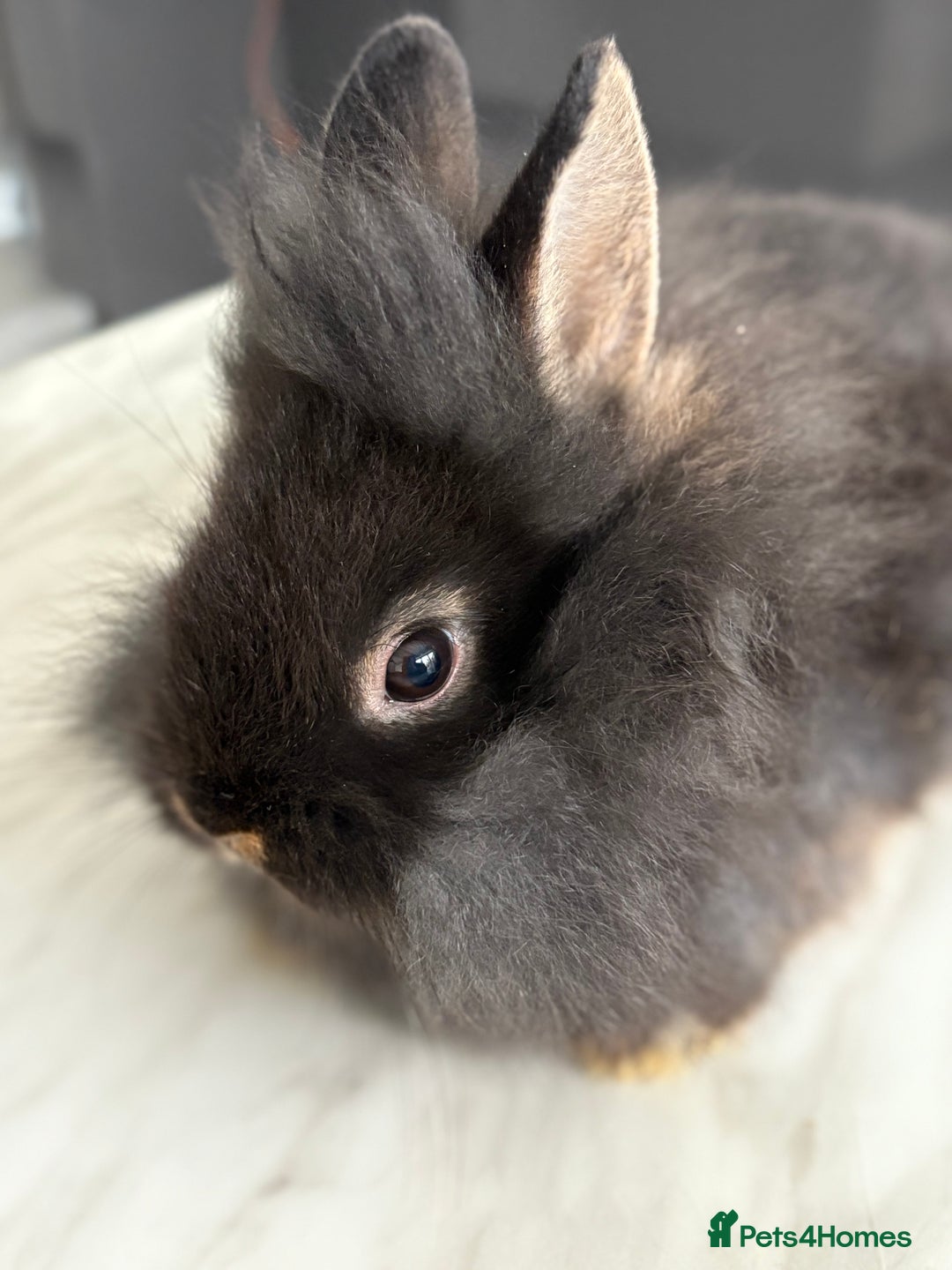 Netherland Dwarf rabbits for sale: 1/2 Netherlands dwarf 1/2 lion head dwarf babies - Image 4