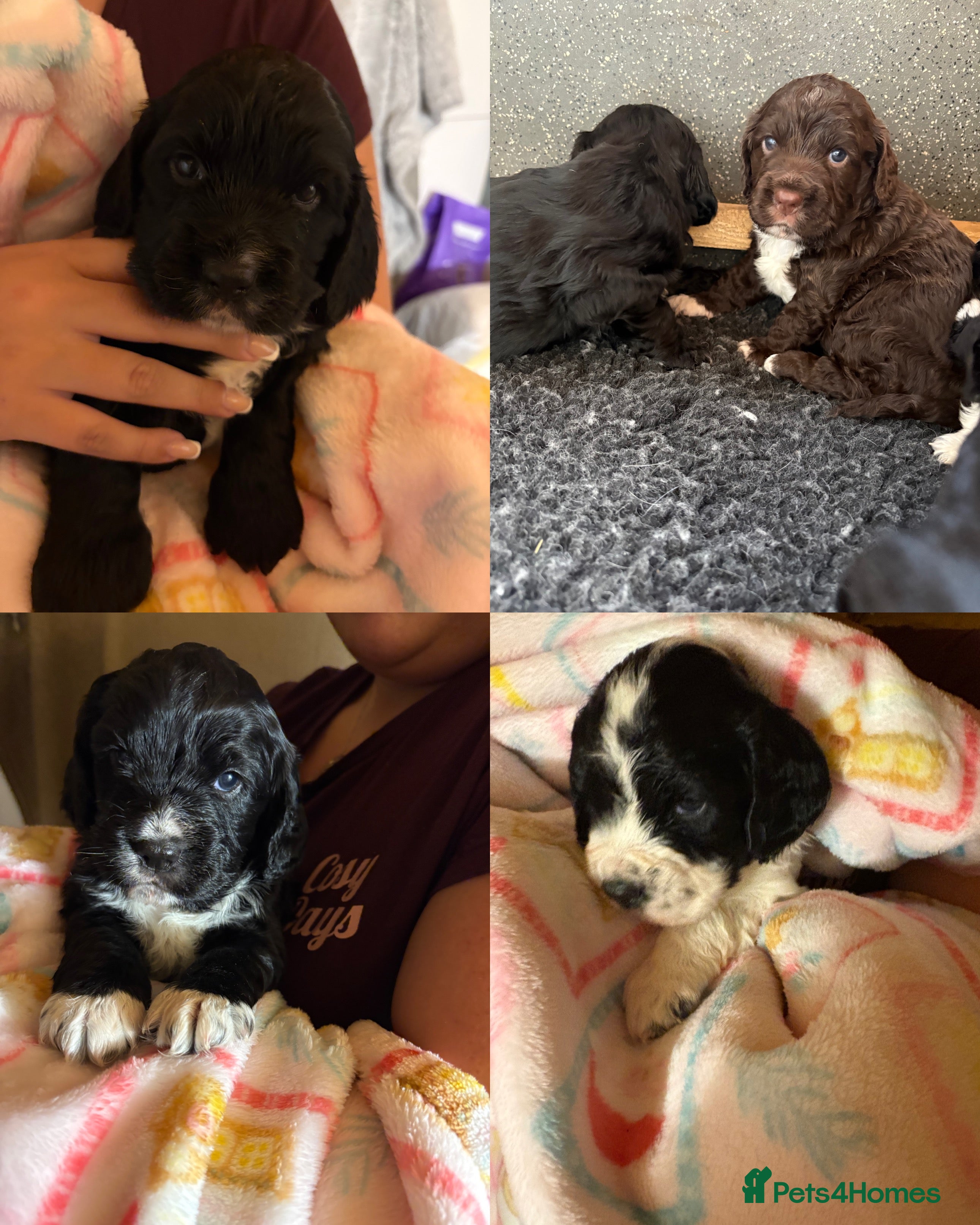 Cocker Spaniel dogs ⭐️Cocker spaniel puppy’s⭐️ - Advert 6