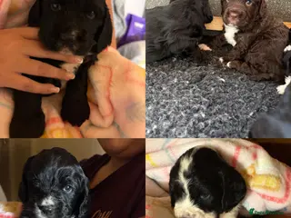 Cocker Spaniel dogs ⭐️Cocker spaniel puppy’s⭐️ - Advert 6