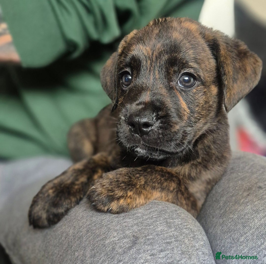 Mixed Breed dogs for sale: Mastiff x Rottweiler  - Image 5