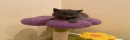 British Shorthair cats for sale: Amazing Pedigree British Shorthair Kittens  - Advert 13