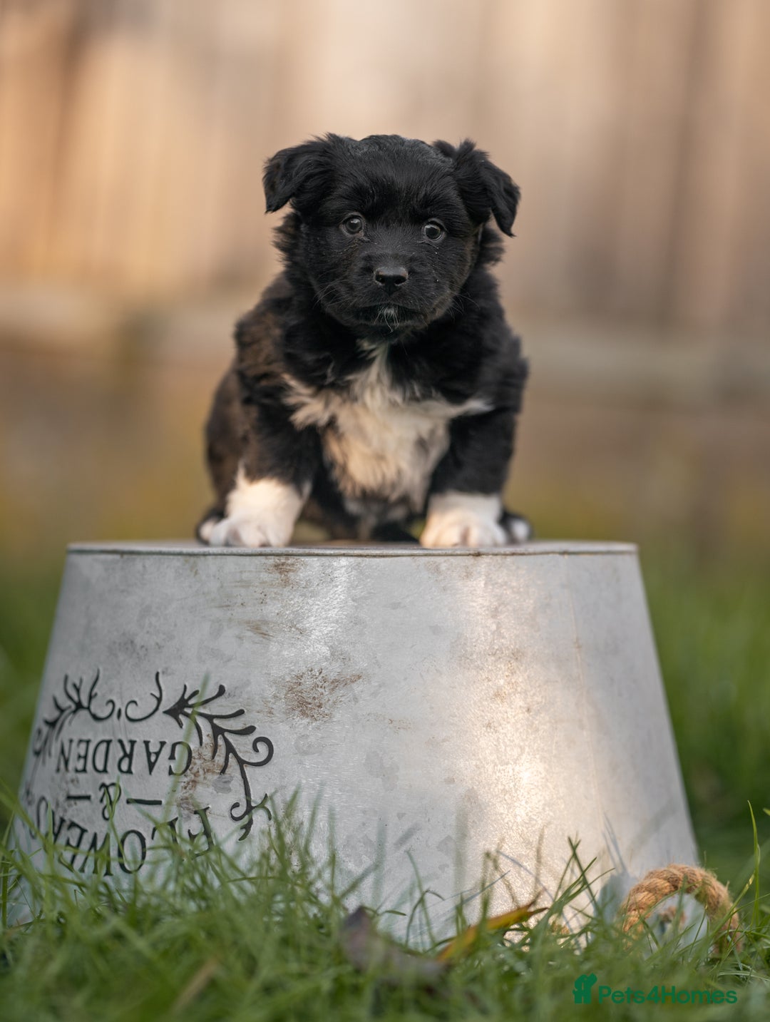 Miniature American Shepherd dogs for sale: Male MAS Available  - Advert 2