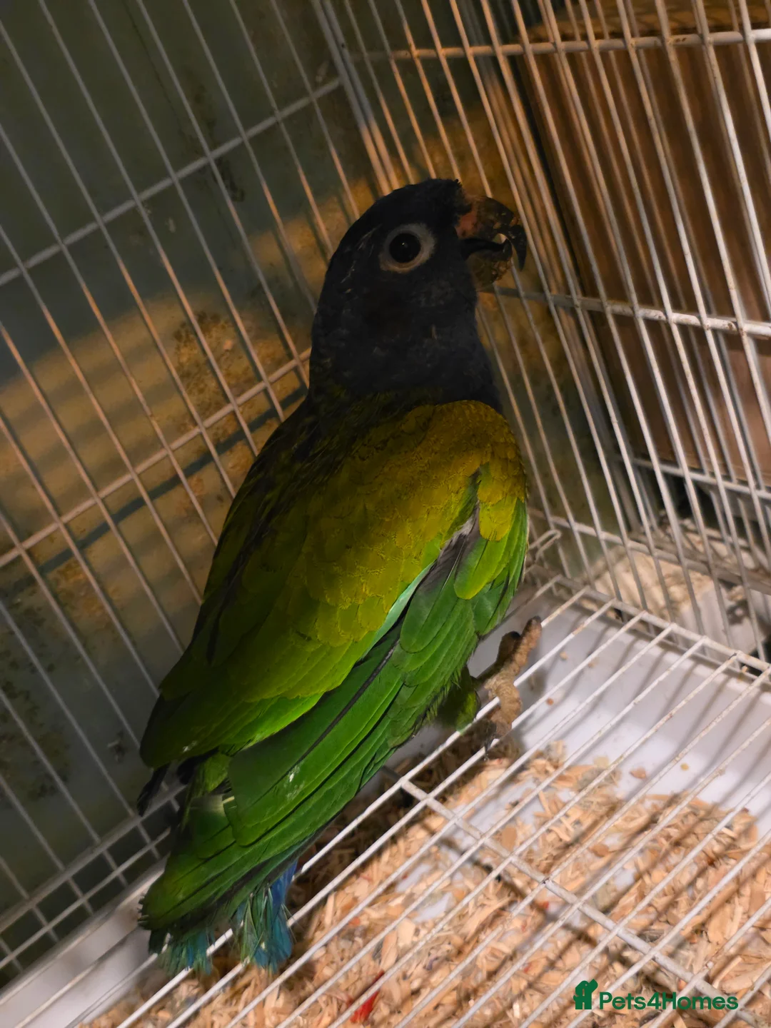 Parrots birds for sale: Pyrrhura parlate - Advert 1