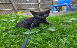 British Shorthair cats for sale: British Short-hair X melanistic bengal kitten - Image 5