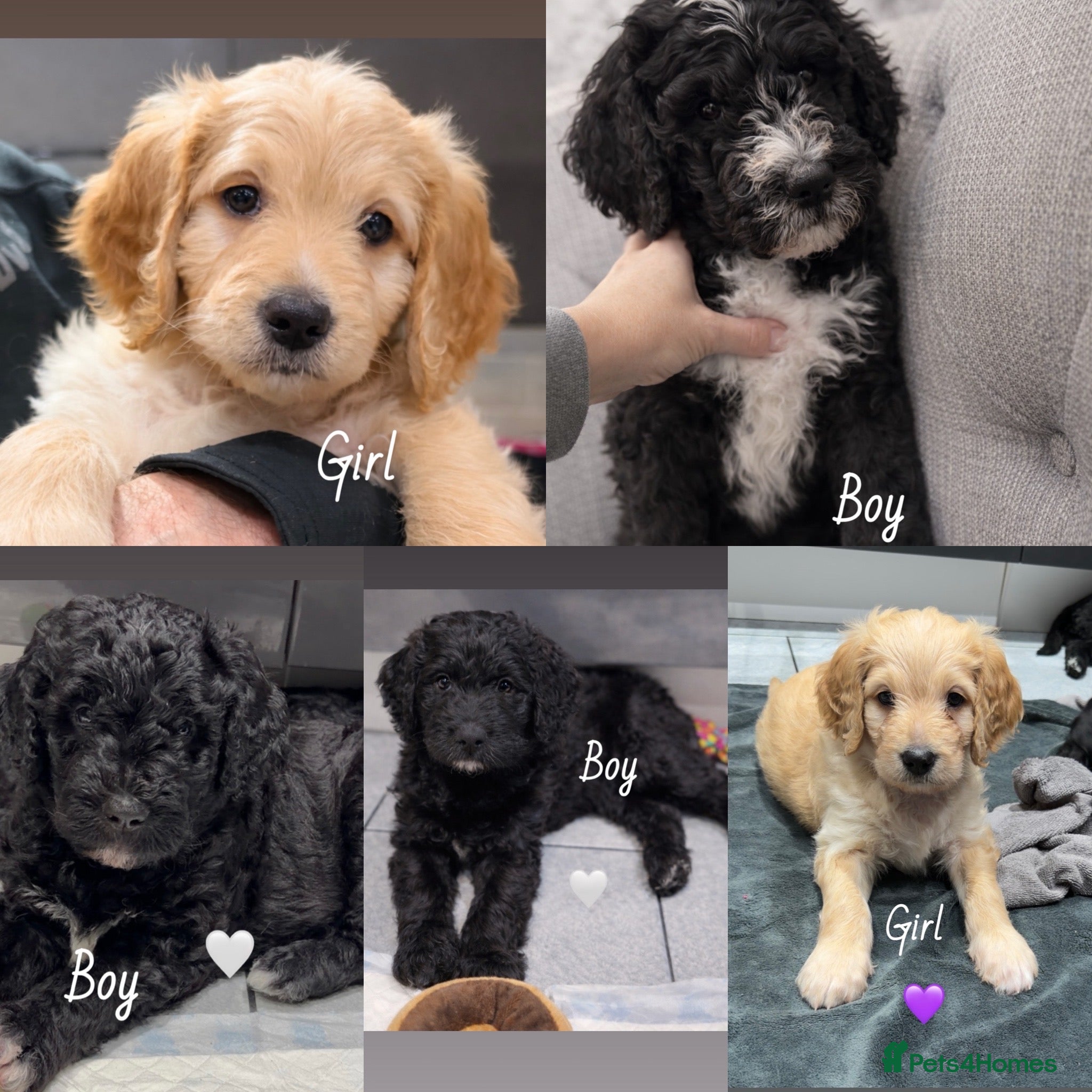 Mixed Breed dogs READY NEXT WEEK!! Stunning Litter of Bernadoodles - Advert 5