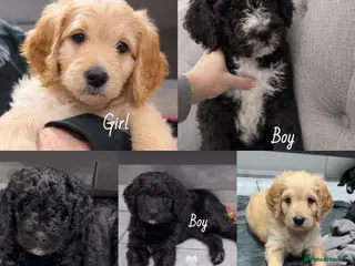 Mixed Breed dogs READY NEXT WEEK!! Stunning Litter of Bernadoodles - Advert 14