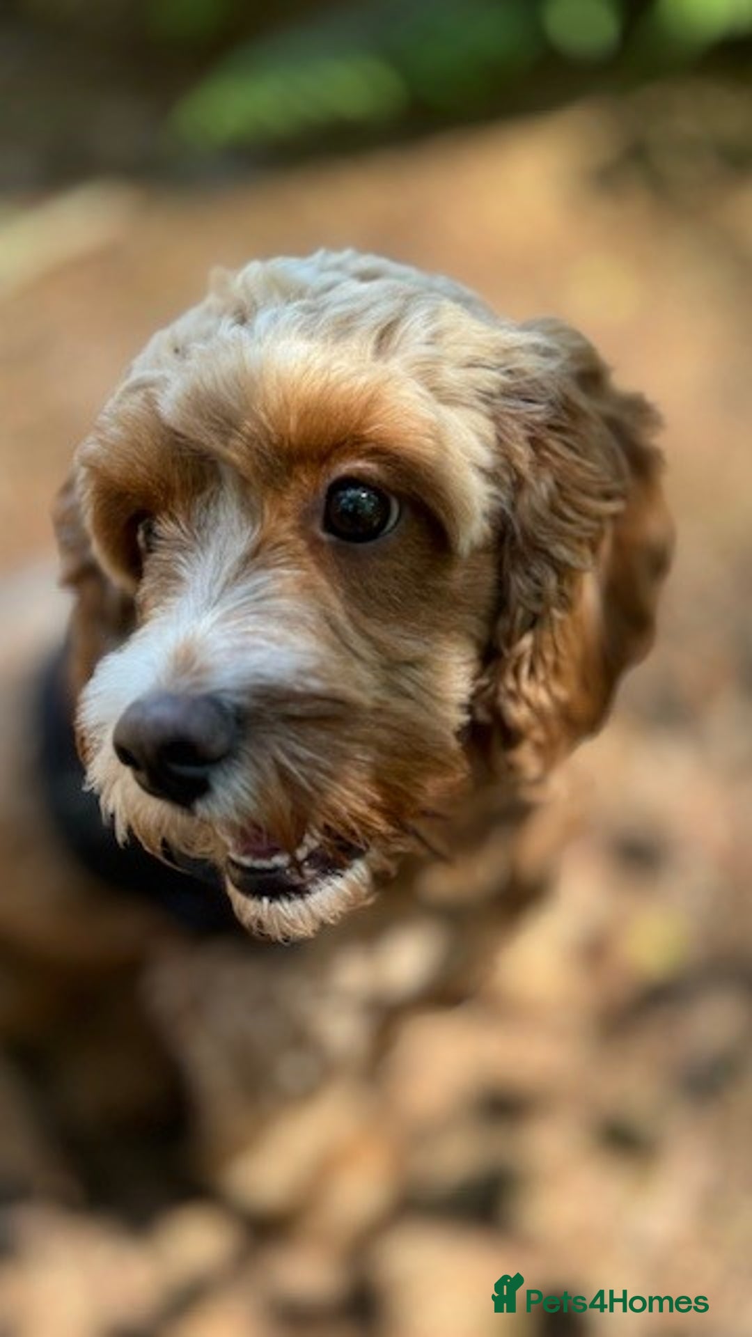 Cavapoo dogs for sale: Expecting a litter-health tested F1b Cavapoo pups - Image 11