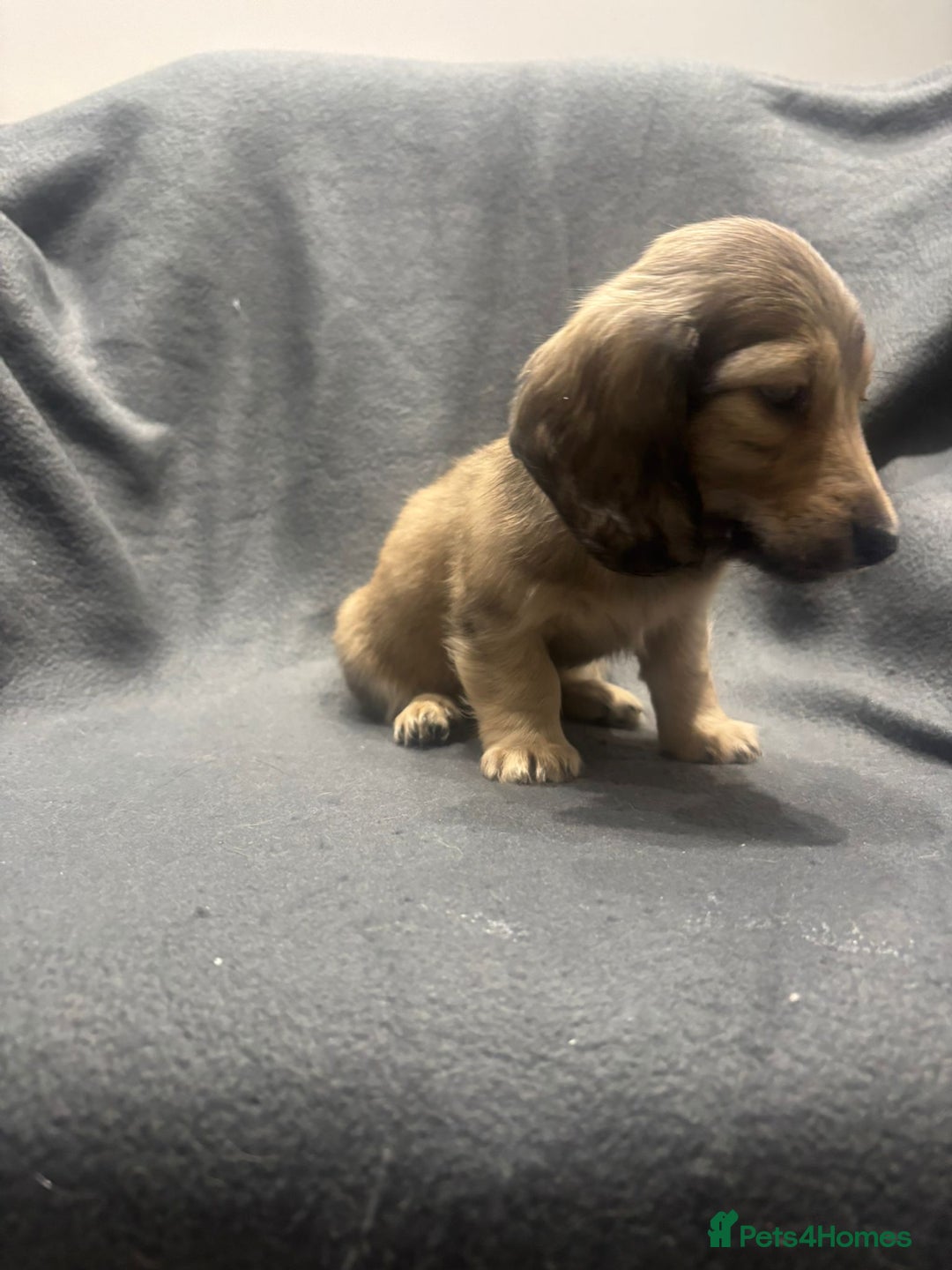 Miniature Dachshund dogs for sale: 🩷LAST GIRL🩷Shaded Cream,Long Hair,Mini Dachshund - Advert 14