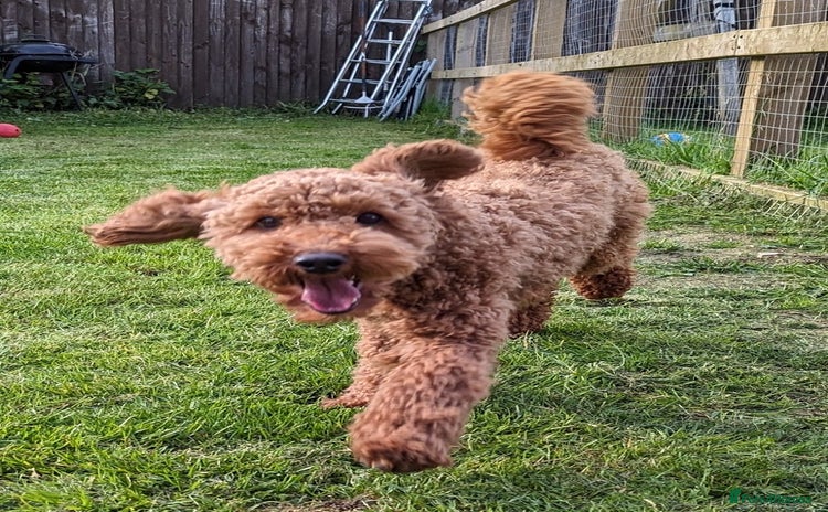 Miniature Poodle dogs - Advert 1