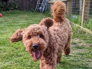 Miniature Poodle dogs - Advert 18