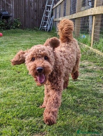 Miniature Poodle dogs - Advert 8