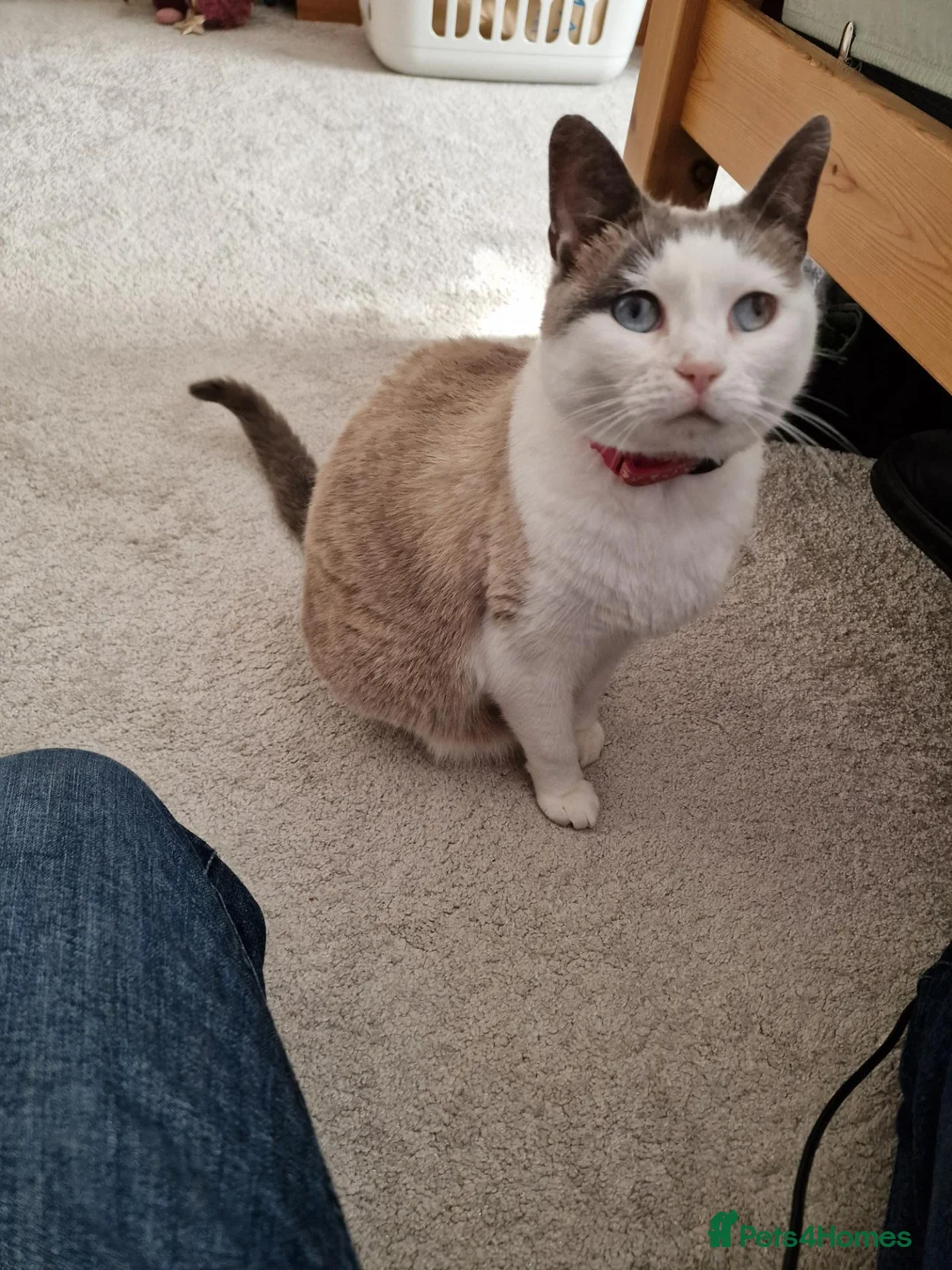 Snowshoe cats for sale: Princess Leia - Advert 2