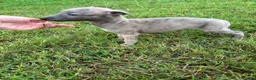 Whippet dogs for sale: Beautiful kc registered puppies - Advert 10