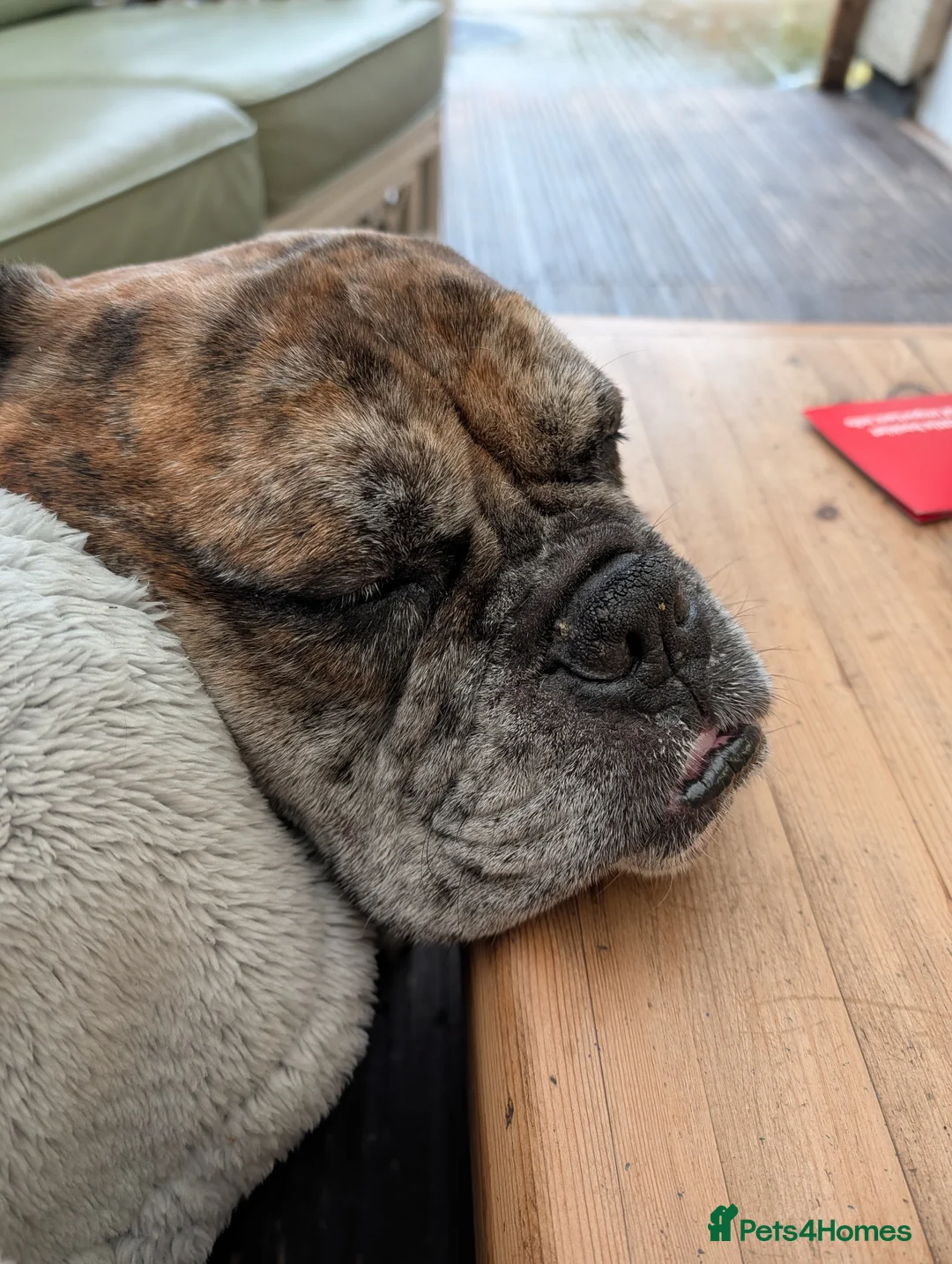 Old Tyme Bulldog dogs for sale: Old tyme bulldog  - Advert 6