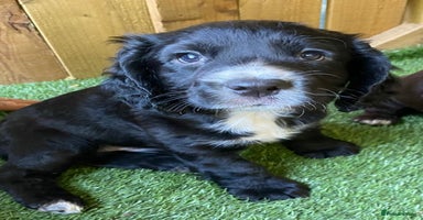 Cocker Spaniel dogs - Advert 3