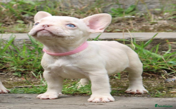 French Bulldog dogs - Advert 7