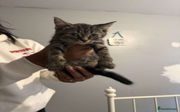 Ragdoll cats for sale: Ragdoll x bengal //// bengal x tabby - Image 24