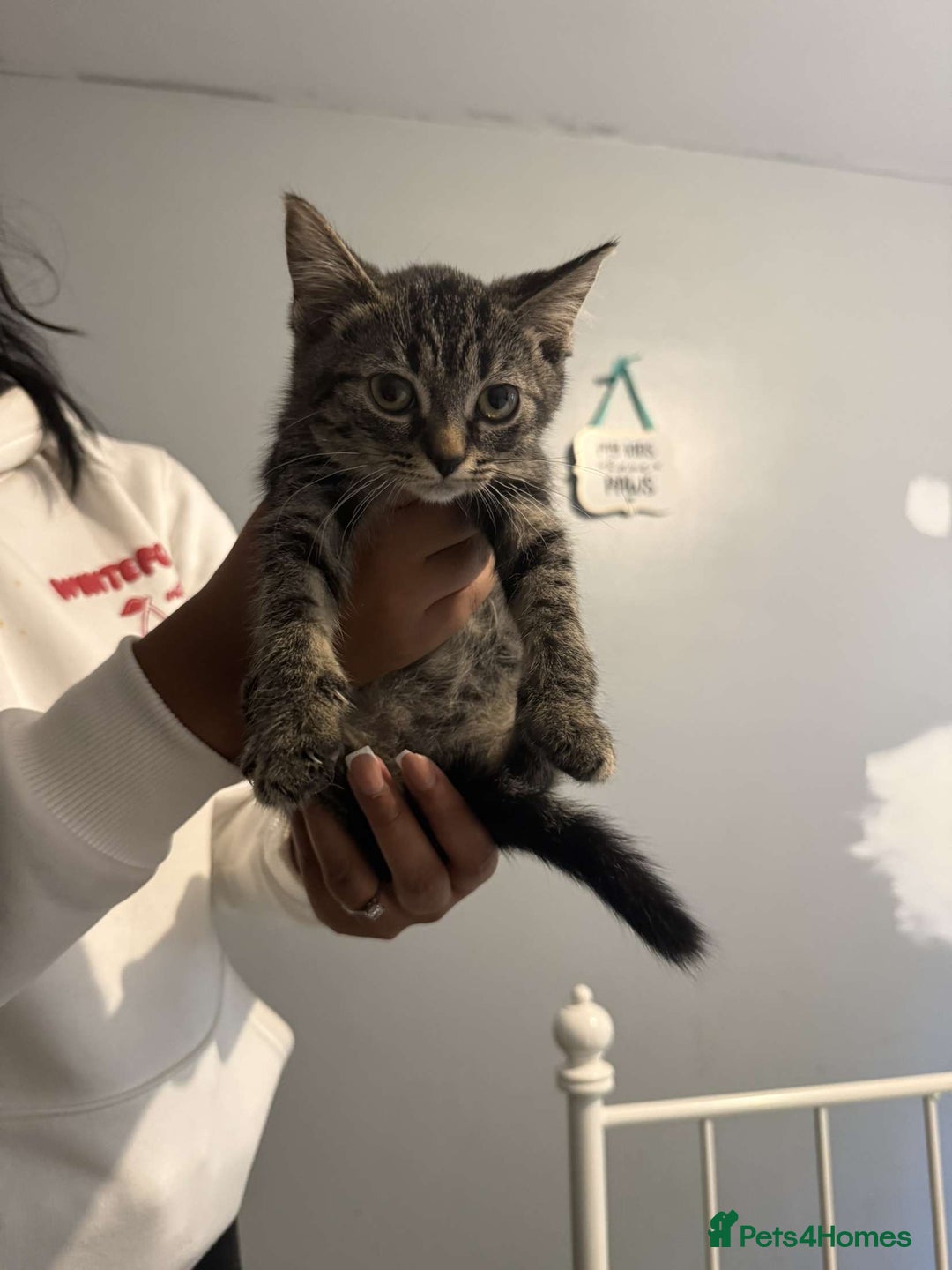 Ragdoll cats for sale: Ragdoll x bengal //// bengal x tabby - Image 24