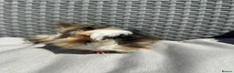 Guinea Pig rodents for sale: Very handsome baby long haired guinea pigs. - Advert 6