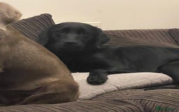 Goldador dogs for sale: Extensively health tested Goldador puppies due - Image 3