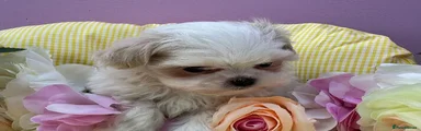 Maltipoo 2