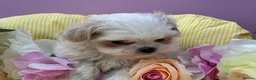Maltipoo dogs for sale: Adorable Maltipoo Puppies Puppies available - Advert 4