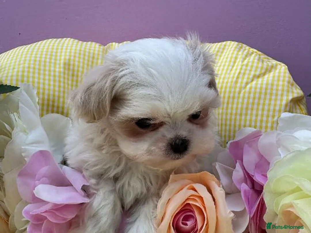 Maltipoo dogs for sale: Adorable Maltipoo Puppies Puppies available - Advert 4