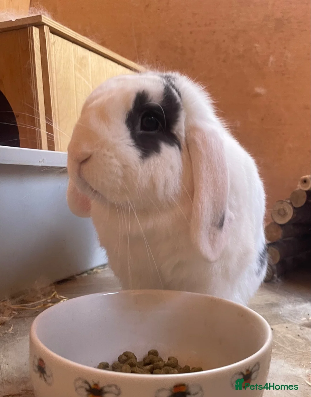 English rabbits for sale: Rabbit  in Folkestone - Advert 2
