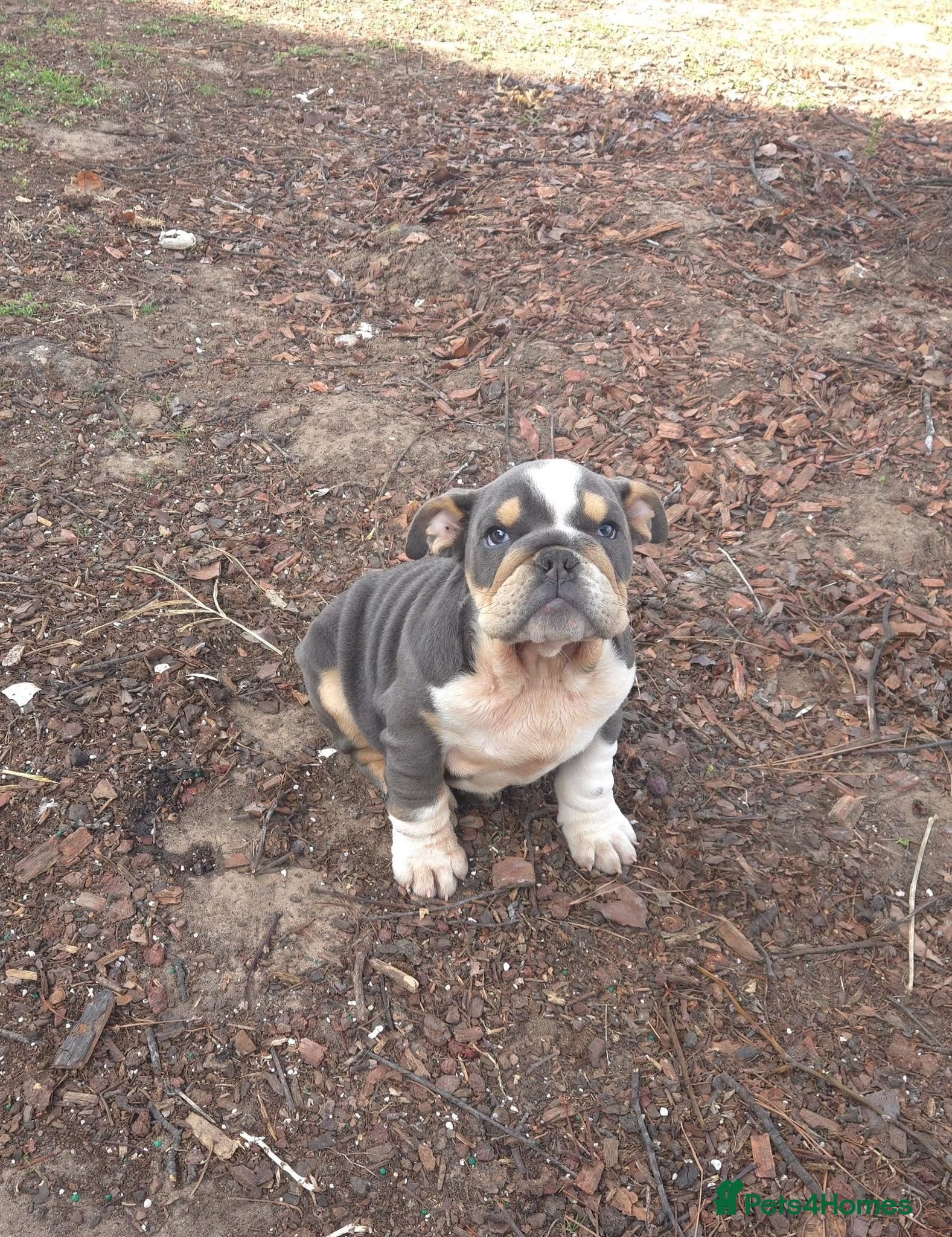 English Bulldog dogs English French Bulldog  - Advert 3