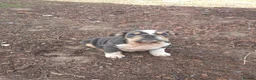 English Bulldog dogs for sale: English French Bulldog  - Advert 1