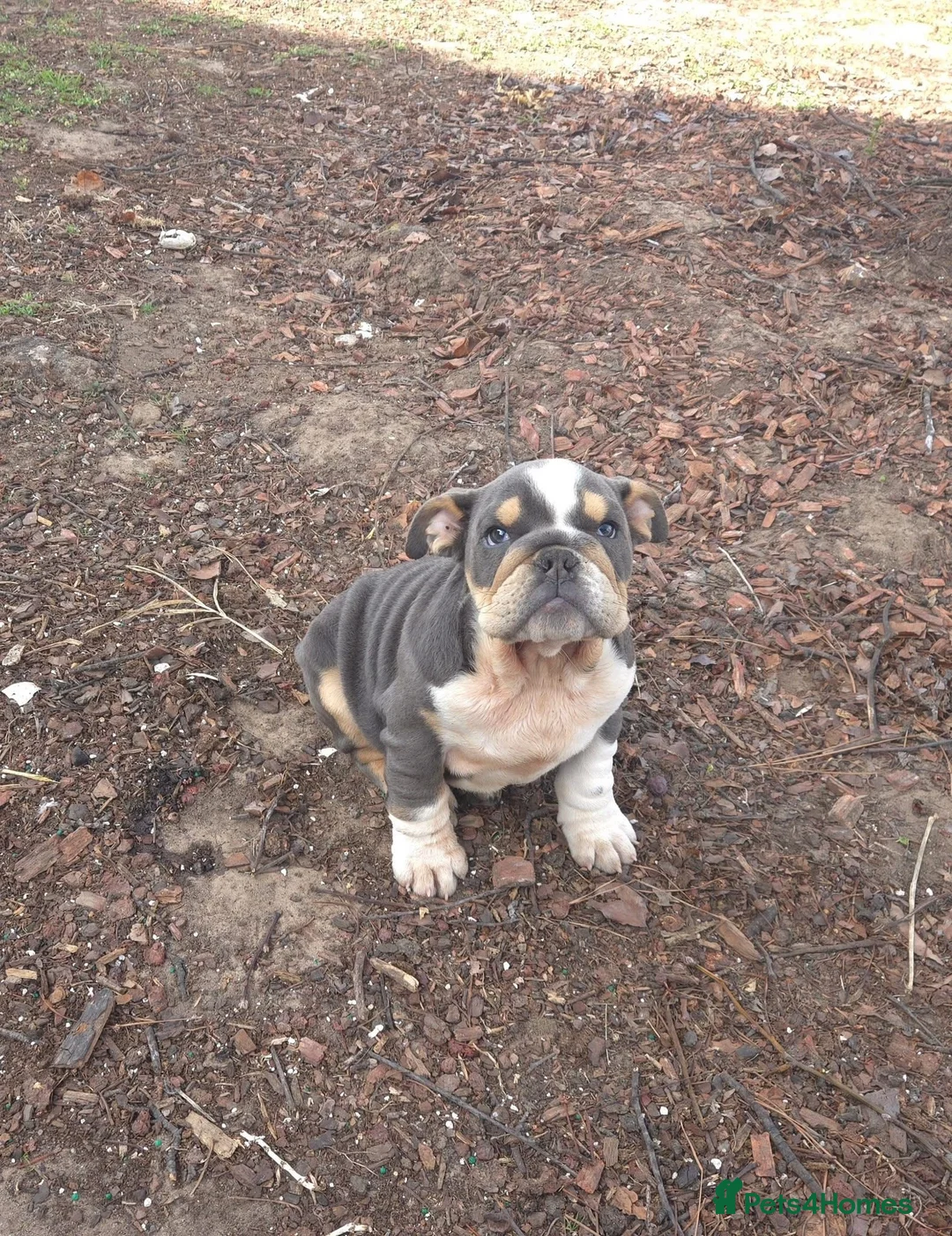 English Bulldog dogs for sale: English French Bulldog  - Advert 1