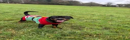 Rottweiler dogs for stud: 🐾 Rottweiler Stud Available 🐾 - Advert 6