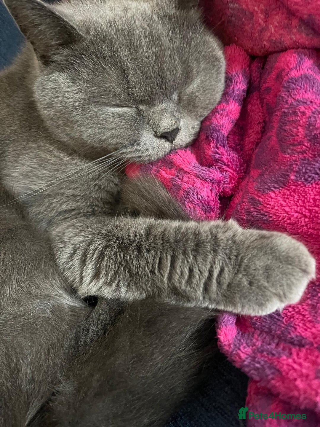 British Shorthair cats for sale: 4 Yr old Female BLUE BSH True pedigree - Image 6