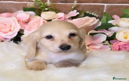 Miniature Dachshund dogs for sale: READY NOW STUNNING KC CREAM MINI DACHSHUNDS  - Image 15