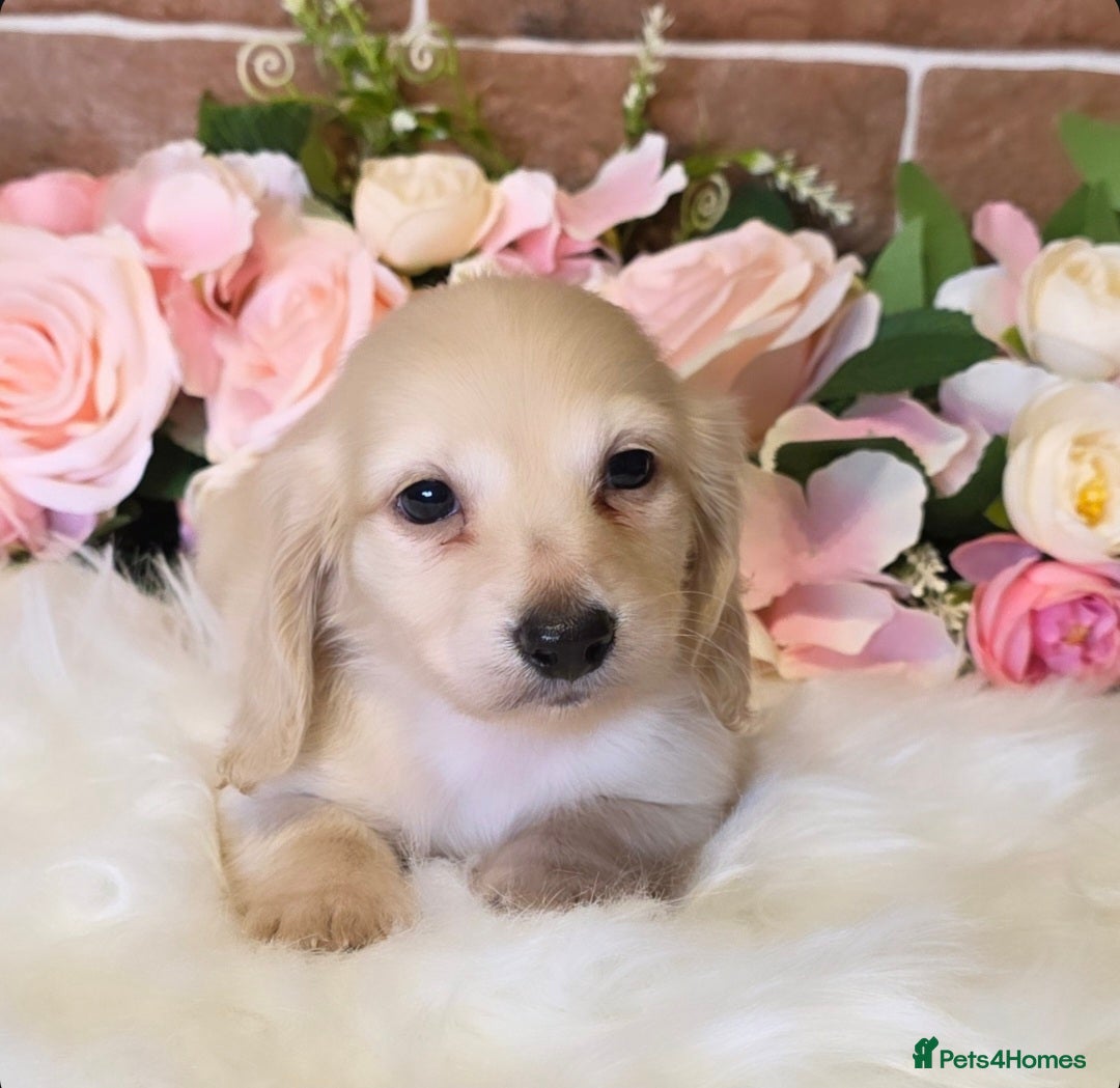 Miniature Dachshund dogs for sale: READY NOW STUNNING KC CREAM MINI DACHSHUNDS  - Image 15