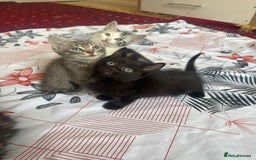 American Shorthair cats for sale: Kittens - Image 6
