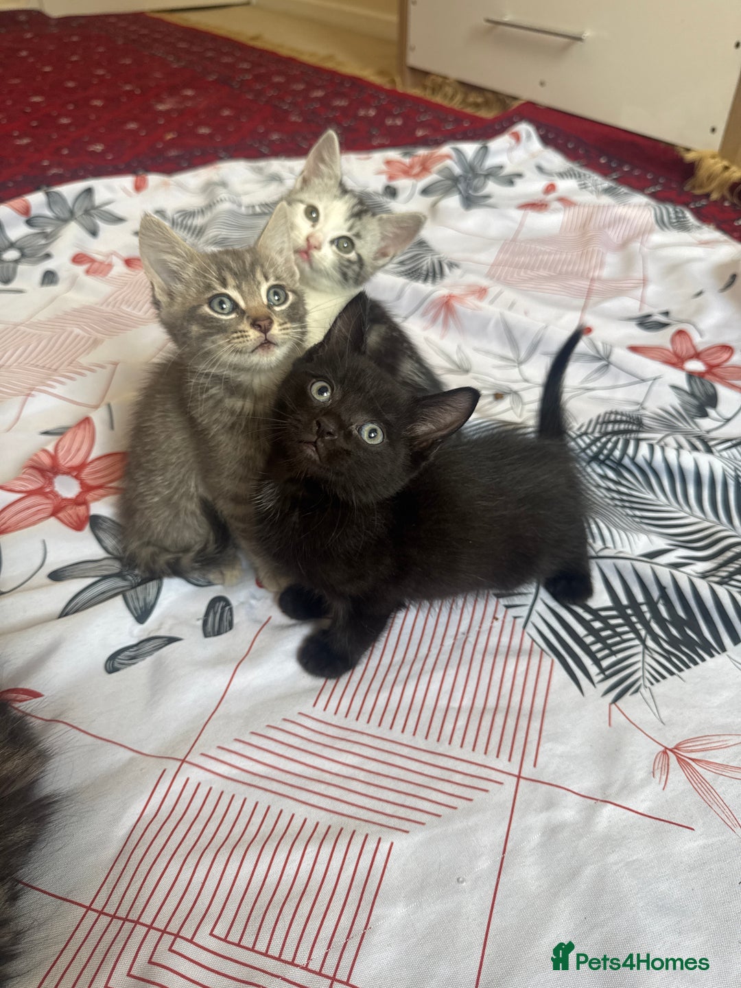 American Shorthair cats for sale: Kittens - Image 6