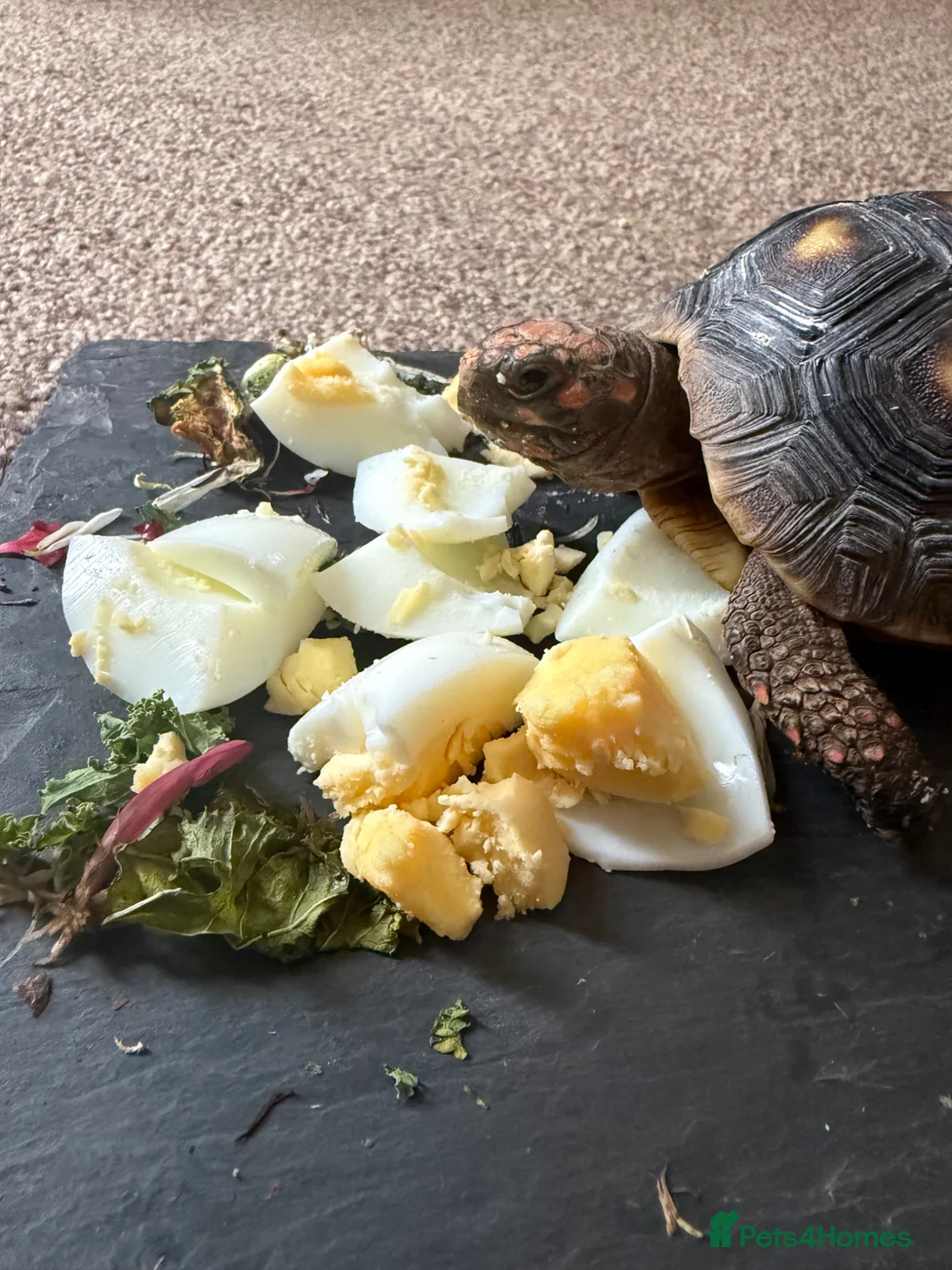 Tortoise reptiles for sale: Red foot tortoise  - Advert 2