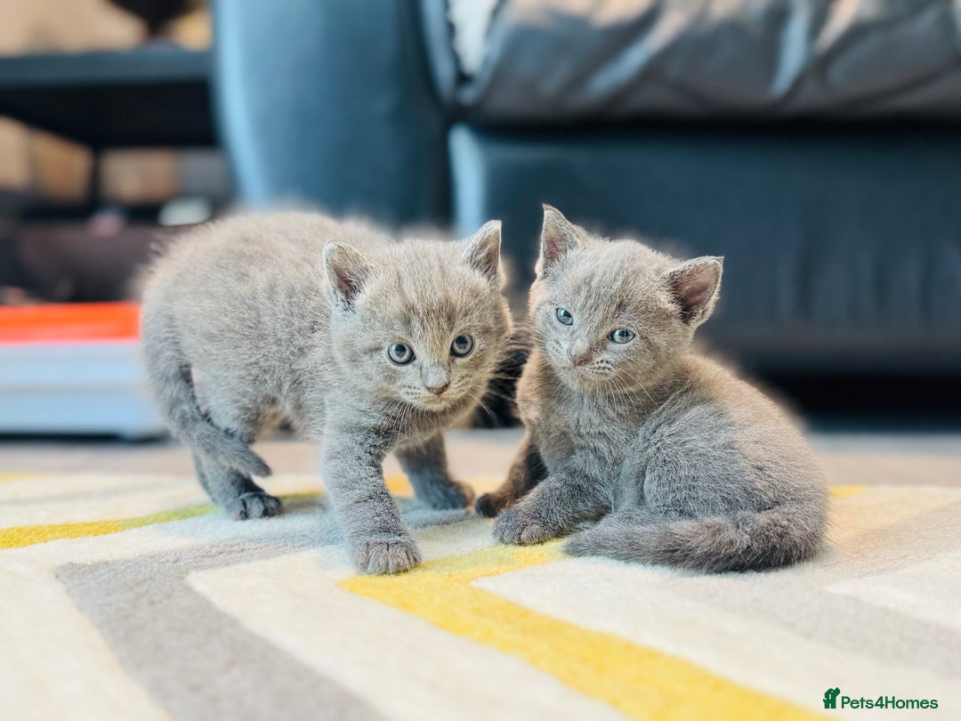 British Shorthair cats for sale: Adorable kittens - Image 11