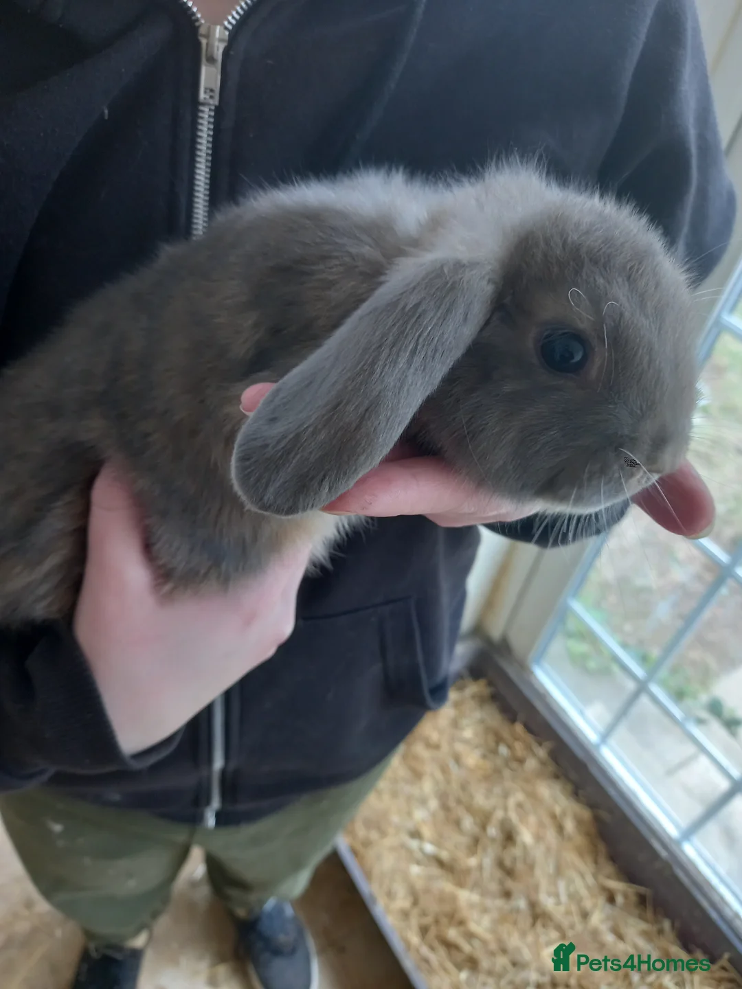 Mini Lop rabbits for sale: Mini lop in Middlesbrough - Advert 2