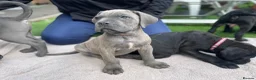 Cane Corso dogs for sale: Outstanding ICCF Cane Corso Pups, Family-Guardians - Advert 7